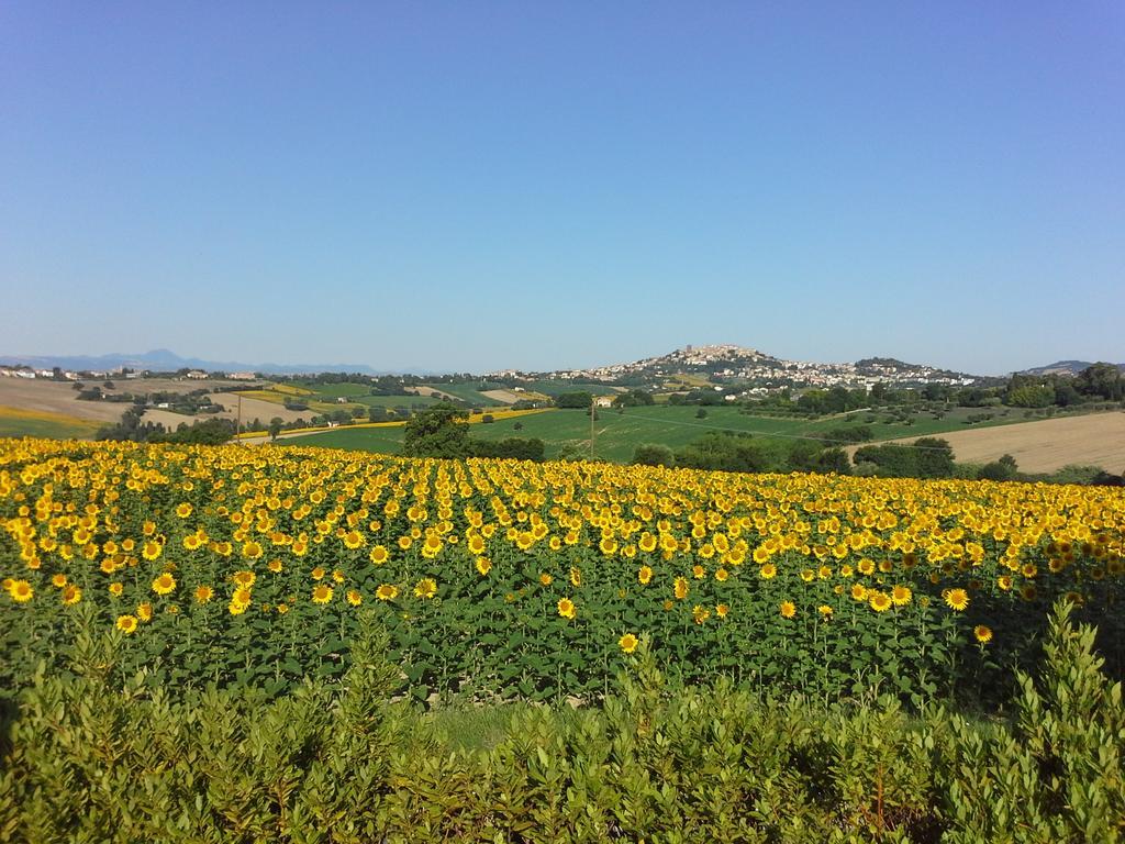 Villa Belvedere Degli Ulivi Osimo Bagian luar foto